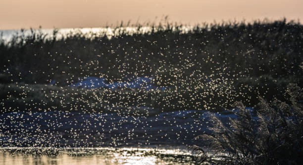 Many mosquitoes crowded into a swarm above the water stock photo