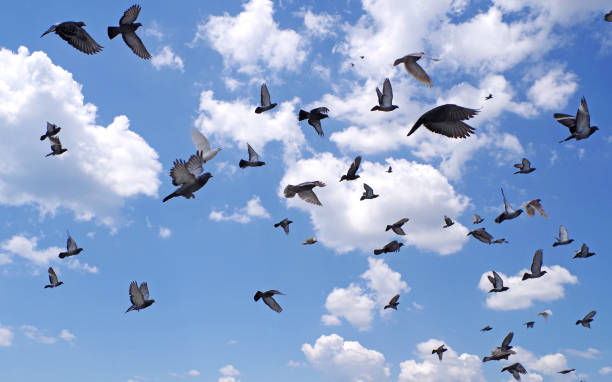 Many pigeons flying to the blue sky. stock photo