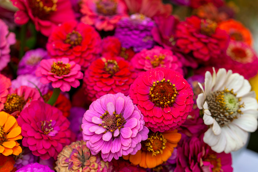 Many red and pink zinnia flowers