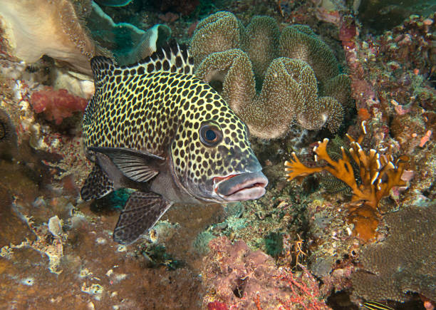Many spotted sweetlips or harlequin sweetlips ( Plectorhinchus chaetodonoides ) at cleaning station of Bali stock photo