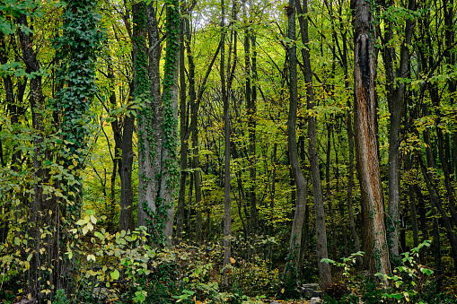 Many types of tree, forest in Spring, tonnes of green colors and ivy on body of tree.