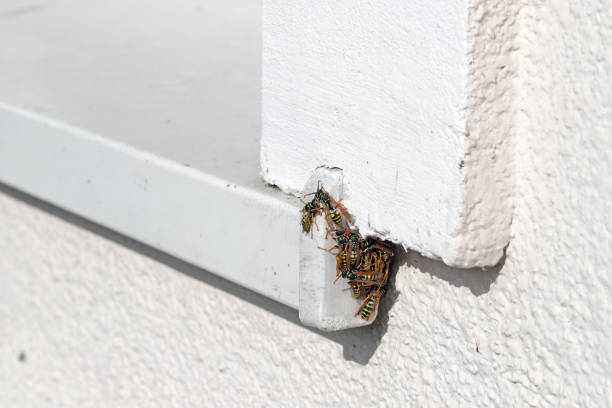 Many wasps sitting by the window sill on the house. stock photo