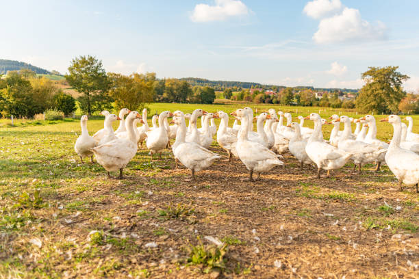 Photo of Many white fattening geese on a meadow