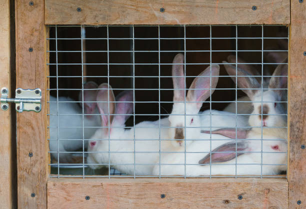 many white rabbits in a hutch many white rabbits in a hutch. focus on a grid rabbit hutch stock pictures, royalty-free photos & images