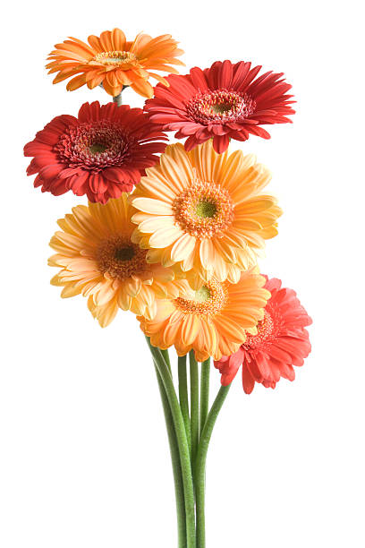Many-coloured fowers on white background. Gerbera. bunch stock pictures, royalty-free photos & images