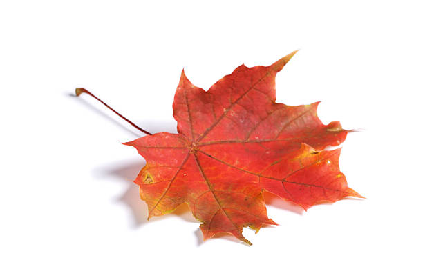 Maple autumn leaf on white background stock photo