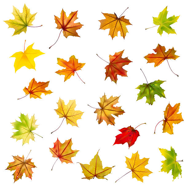 Fall Leaves Pictures, Images and Stock Photos - iStock