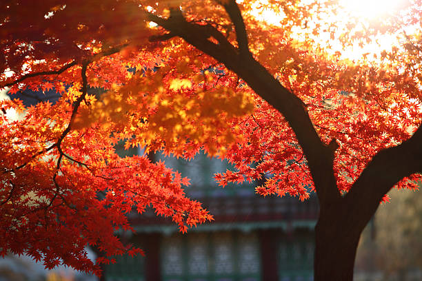 Maple in oriental garden stock photo