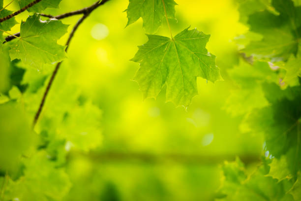 Photo of Maple Leaf forest