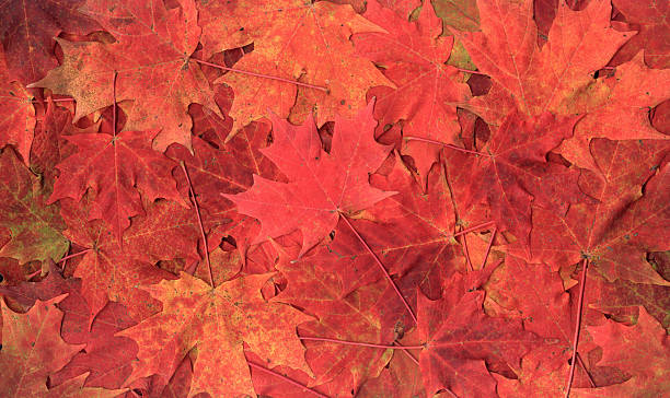 Maple Leaves stock photo
