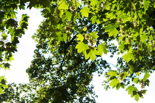Maple leaves. stock photo