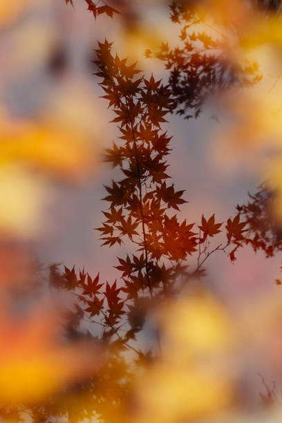Maple leaves reflected on the surface of the water stock photo