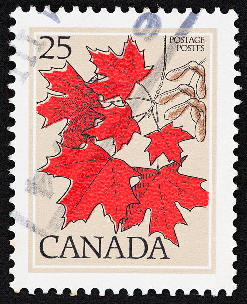 Maple Leaves Stamp stock photo