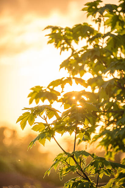 Maple tree by the sunset stock photo