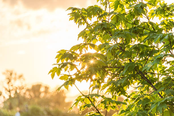 Maple tree by the sunset stock photo