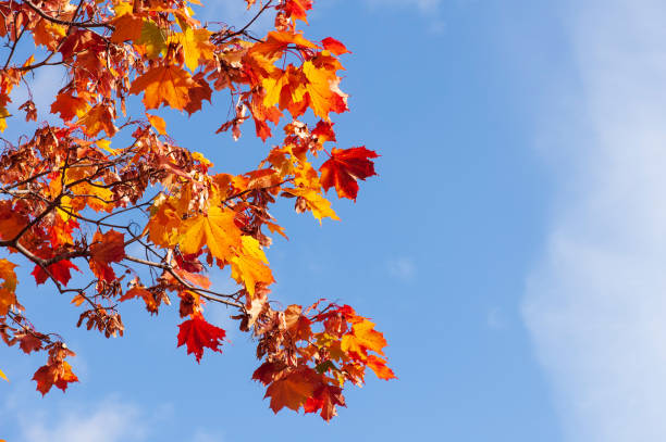 Maple tree (Acer platanoides) in autumn colors, blue sky background. stock photo