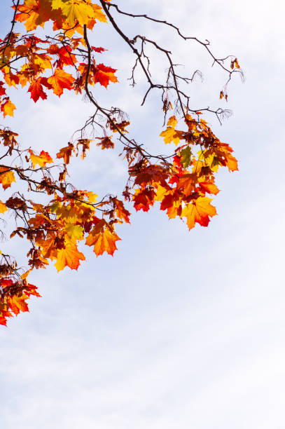 Maple tree (Acer platanoides) in autumn colors, sky background. stock photo