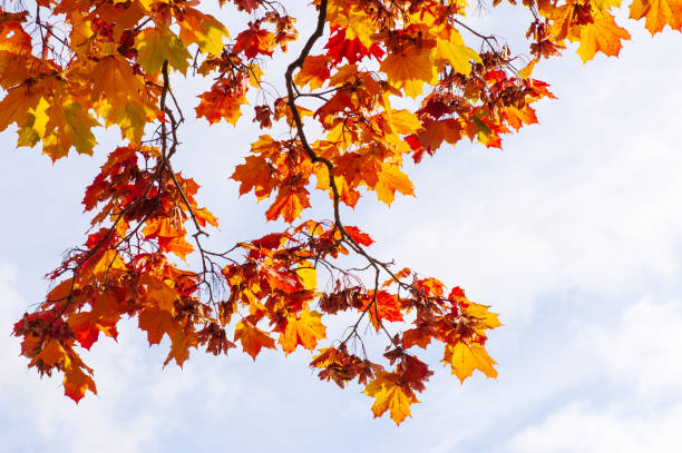 Maple tree (Acer platanoides) in autumn colors, sky background. stock photo