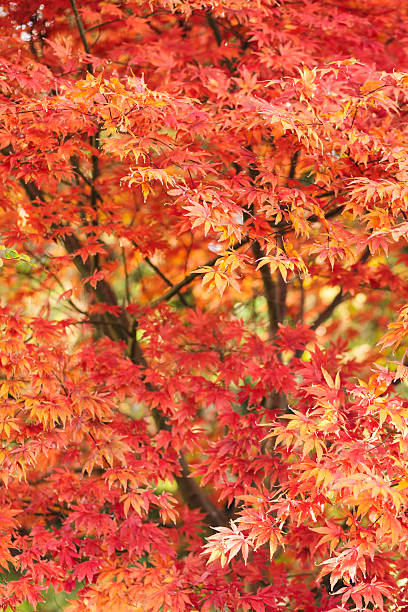 Maple Tree stock photo