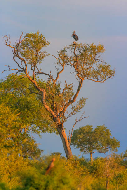 Maraboe Stork in tree stock photo
