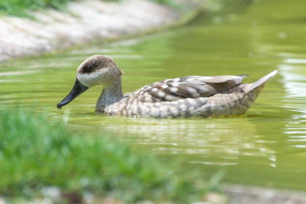 A marbled duck, or marbled teal (Marmaronetta angustirostris) close up swimming on a green pond in the Middle East or Southern Europe. stock photo
