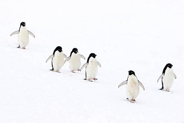 Marching Penguins A group of Adelie Penguins walks across snow. adelie penguin stock pictures, royalty-free photos & images