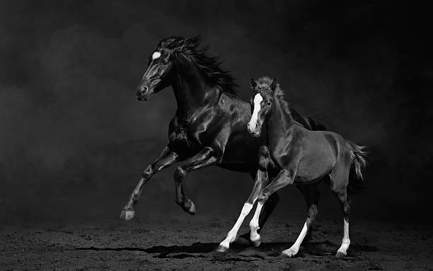 Mare and her foal, black-and-white photo Galloping mare with foal on dark background horse photos stock pictures, royalty-free photos & images