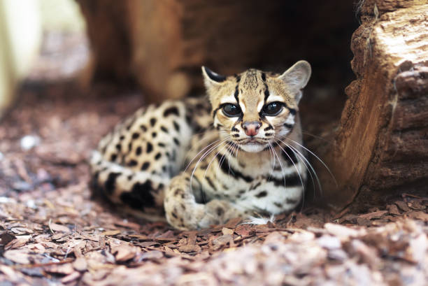 Margay, Leopardus wiedii, a rare South American cat stock photo