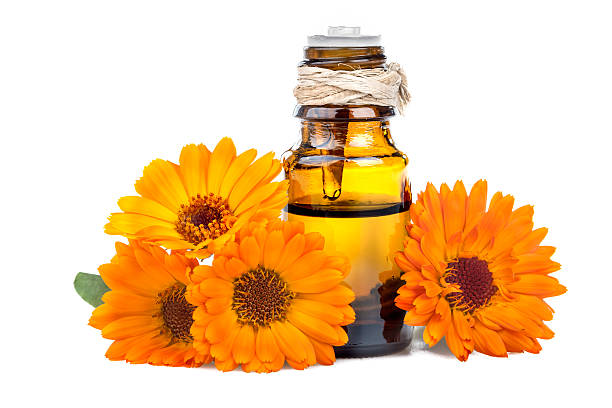 Marigold essential oil stock photo