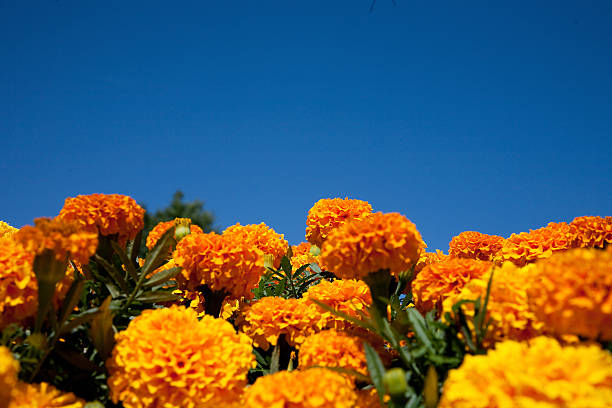marigold flower stock photo