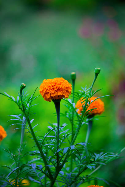 Marigold flower Sep 2018 New Marigold flower blooming away in the garden on a beautiful day. marigold flower stock pictures, royalty-free photos & images