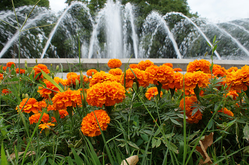 marigold flowers. blooming marigold on the background of the fountain