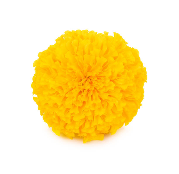 Marigold isolated on white background Marigold isolated on white background marigold flower stock pictures, royalty-free photos & images