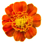 Orange marigold on a white background.