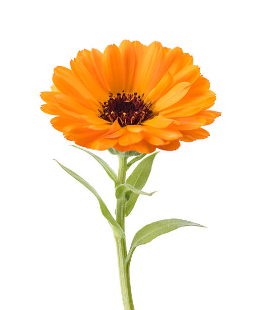 Marigold (Calendula officinalis)  calendula stock pictures, royalty-free photos & images