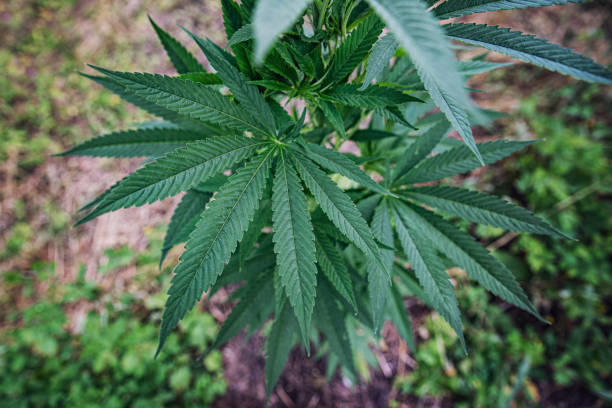 Marihuana leaves. Grow green marihuana. THC. Drugs. stock photo