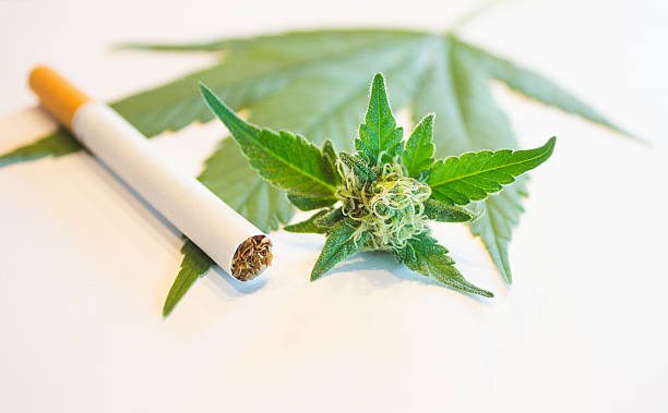 Marijuana and Cigarette stock photo