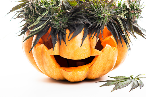 Хэллоуин марихуана приготовление наркотика из конопли