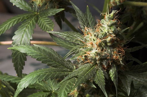 Marijuana Bud - Cheef Botanicals