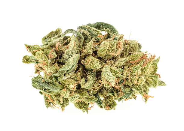 marijuana buds isolated on white background - knop plant stage stockfoto's en -beelden