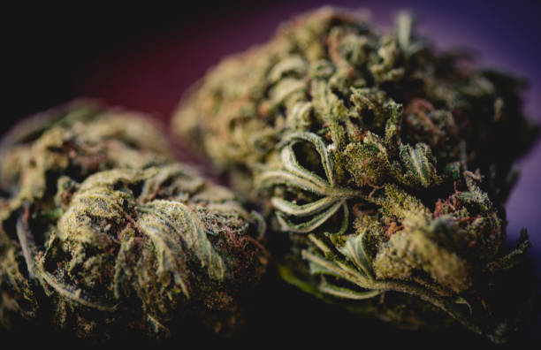marihuana knoppen - knop plant stage stockfoto's en -beelden