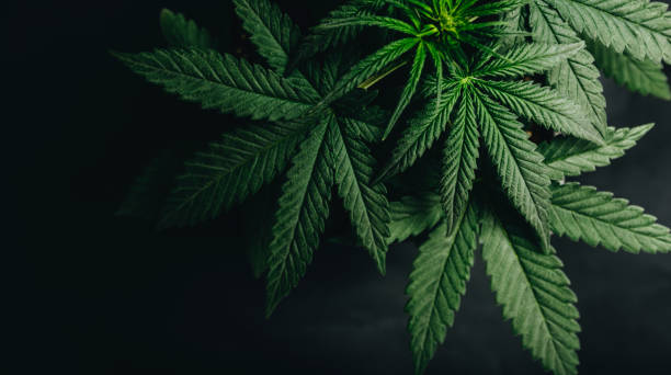 マリファナの大麻の葉の背景 - marijuana ストックフ  ォトと画像