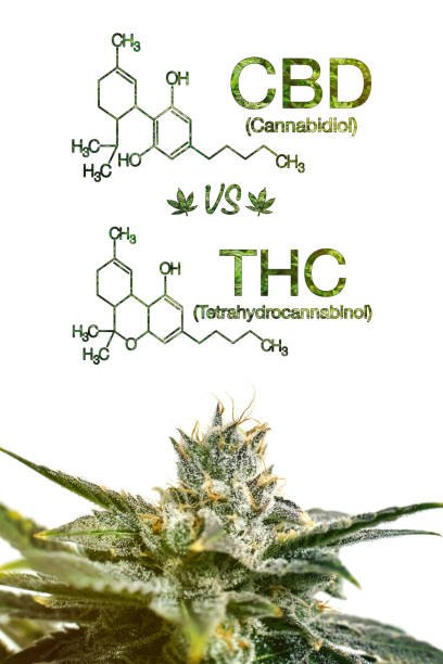 Marijuana CBD Vs THC Poster with Scientific Formula on White Background stock photo