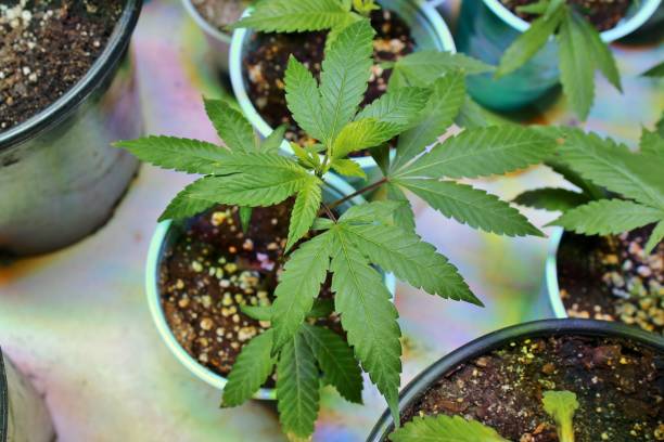 Marijuana clone plant stock photo
