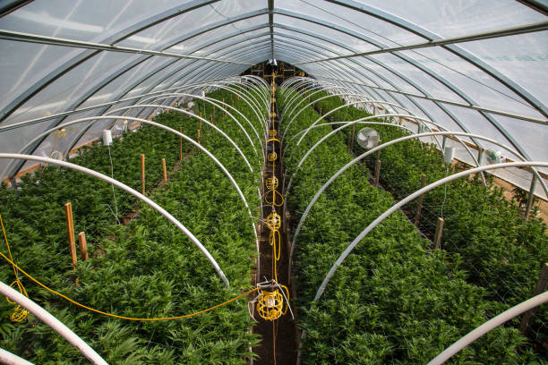marijuana farm industry - wiet en commerciële cannabis - kas bouwwerk stockfoto's en -beelden