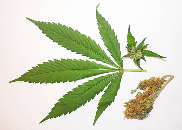 Marijuana Leaf, Bud, and Dried stock photo