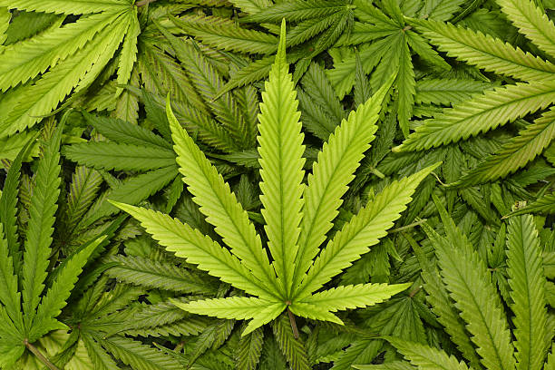 Marijuana Leaf Close Up with Texture Background of Cannabis Leaves stock photo