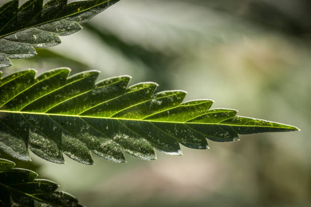 Marijuana Leaf stock photo