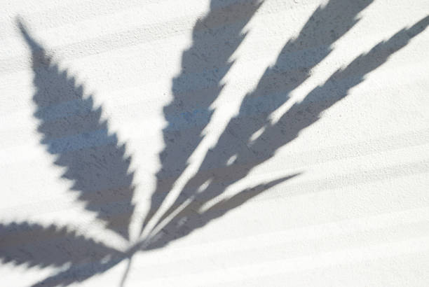Marijuana Leaf Shadow stock photo