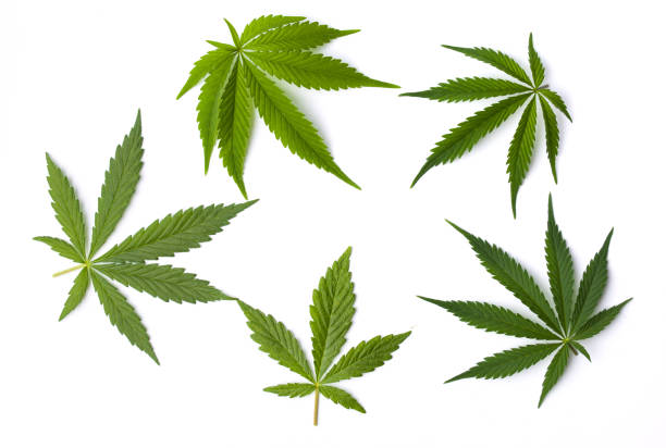 Marijuana leaves isolated on white background Marijuana cannabis leaves isolated on white background cannabis plant photos stock pictures, royalty-free photos & images